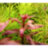 Людвигия грандулоза (Горшок) Ludwigia grandulosa - 