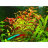 Людвигия грандулоза (Горшок) Ludwigia grandulosa - 