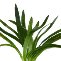 Сагитария широколистная (Пучок) Sagittaria platyphylla