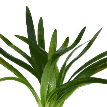 Сагитария широколистная (Пучок) Sagittaria platyphylla 