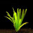 Сагитария широколистная (Пучок) Sagittaria platyphylla - 