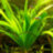 Сагитария широколистная (Пучок) Sagittaria platyphylla - 
