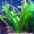 Сагитария широколистная (Пучок) Sagittaria platyphylla - 
