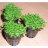 Хемиантус Куба (Горшок) Hemianthus calitrichoedes Cuba - 