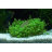 Хемиантус Куба (Горшок) Hemianthus calitrichoedes Cuba - 