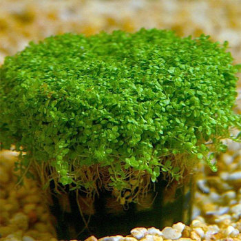 Хемиантус Куба (Горшок) Hemianthus calitrichoedes Cuba 