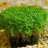 Хемиантус Куба (Горшок) Hemianthus calitrichoedes Cuba - 