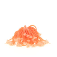 Коралл Vitality оранжевый, 13х13х10см (RT187OR)