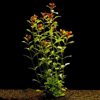 Людвигия ползучая (Горшок) Ludwigia repens 