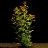 Людвигия ползучая (Горшок) Ludwigia repens - 