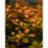 Людвигия ползучая (Горшок) Ludwigia repens - 