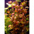 Людвигия ползучая (Горшок) Ludwigia repens - 