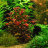 Людвигия ползучая (Горшок) Ludwigia repens - 