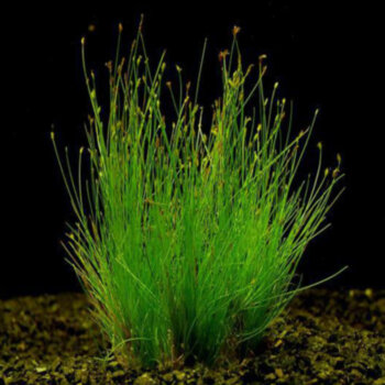 Элеохарис парвула (Горшок) Eleocharis Parvula 