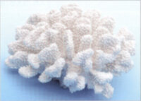Коралл Vitality белый большой 20х19х9,5см (SH9009XLW)
