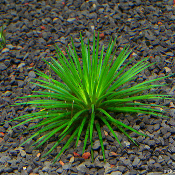 Эриокаулон синериум (Горшок) Eriocaulon cinereum 