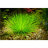 Эриокаулон синериум (Горшок) Eriocaulon cinereum - 