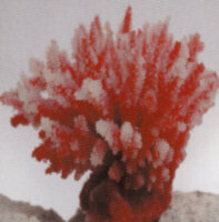 Коралл Vitality перламутровый 10,5x8,5x8см (SH122PI)