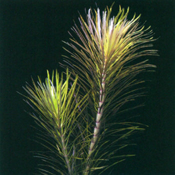 Погостемон звёздчатый (Горшок) Pogostemon stellatus Narrow Leaf 
