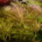 Погостемон звёздчатый (Горшок) Pogostemon stellatus Narrow Leaf - 