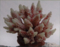 Коралл Vitality перламутровый 11,5x10x9см (SH095PI)