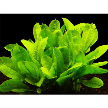 Эхинодорус Тропика (Пучок) Echinodorus parviflorus Tropica 