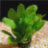 Эхинодорус Тропика (Пучок) Echinodorus parviflorus Tropica - 