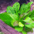 Эхинодорус Тропика (Пучок) Echinodorus parviflorus Tropica - 