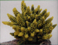 Коралл Vitality желто-зеленый 11,5x10x9см (SH095GY)
