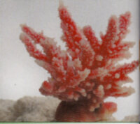 Коралл Vitality перламутровый 12,6x10,7x11см (SH059PI)
