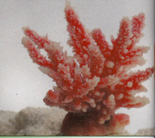 Коралл Vitality перламутровый 12,6x10,7x11см (SH059PI)