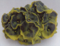 Коралл Vitality желто-зелёный 14х12х7см (SH011GY)