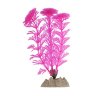 Растение Glofish флуоресцентное розовое 13 см.