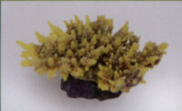 Коралл Vitality желто-коричневый 14х11,5х6,5см (MA116PUY)